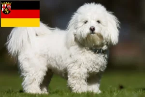 Přečtete si více ze článku Chovatelé a štěňata Coton de Tuléar v Porýní-Falci
