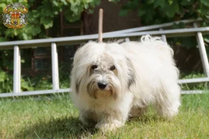 Přečtete si více ze článku Chovatelé a štěňata Coton de Tuléar v Praze