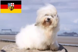 Přečtete si více ze článku Chovatelé a štěňata Coton de Tuléar v Sársku