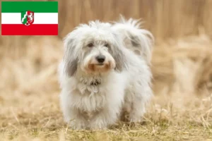 Přečtete si více ze článku Chovatelé a štěňata Coton de Tuléar v Severním Porýní-Vestfálsku