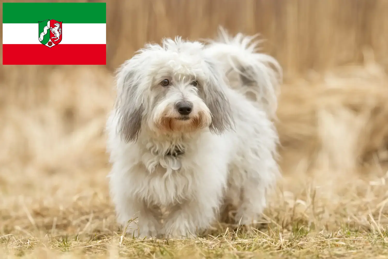 Přečtete si více ze článku Chovatelé a štěňata Coton de Tuléar v Severním Porýní-Vestfálsku