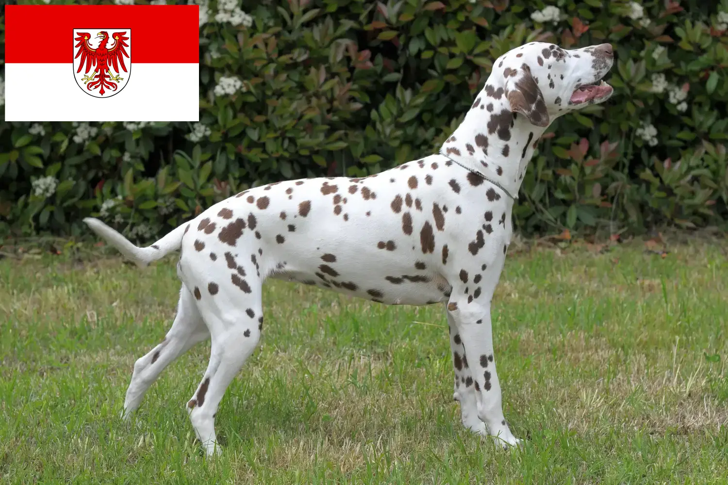 Přečtete si více ze článku Chovatelé dalmatinů a štěňat v Brandenburgu
