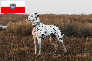 Přečtete si více ze článku Chovatelé dalmatinů a štěňat v Durynsku