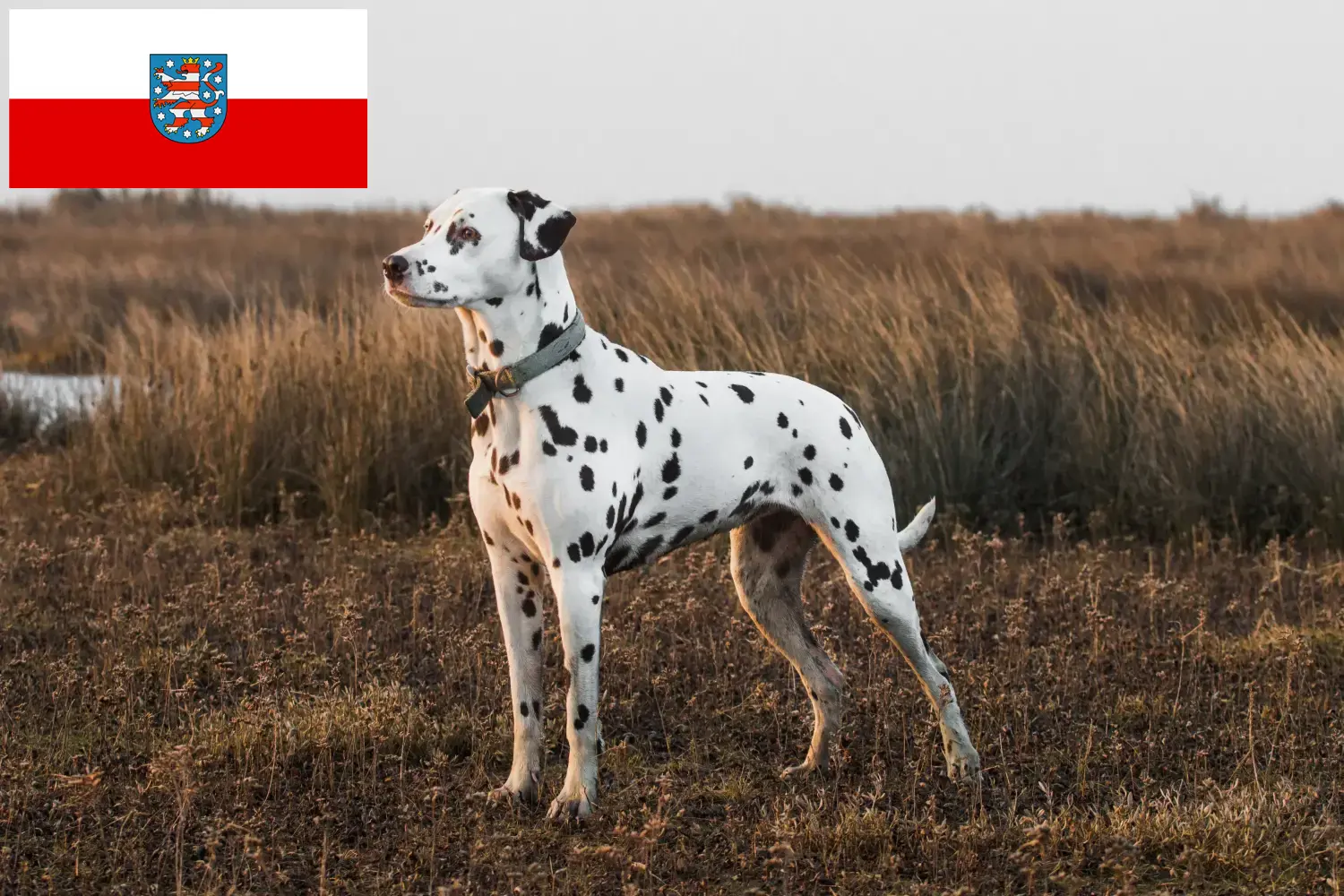 Přečtete si více ze článku Chovatelé dalmatinů a štěňat v Durynsku