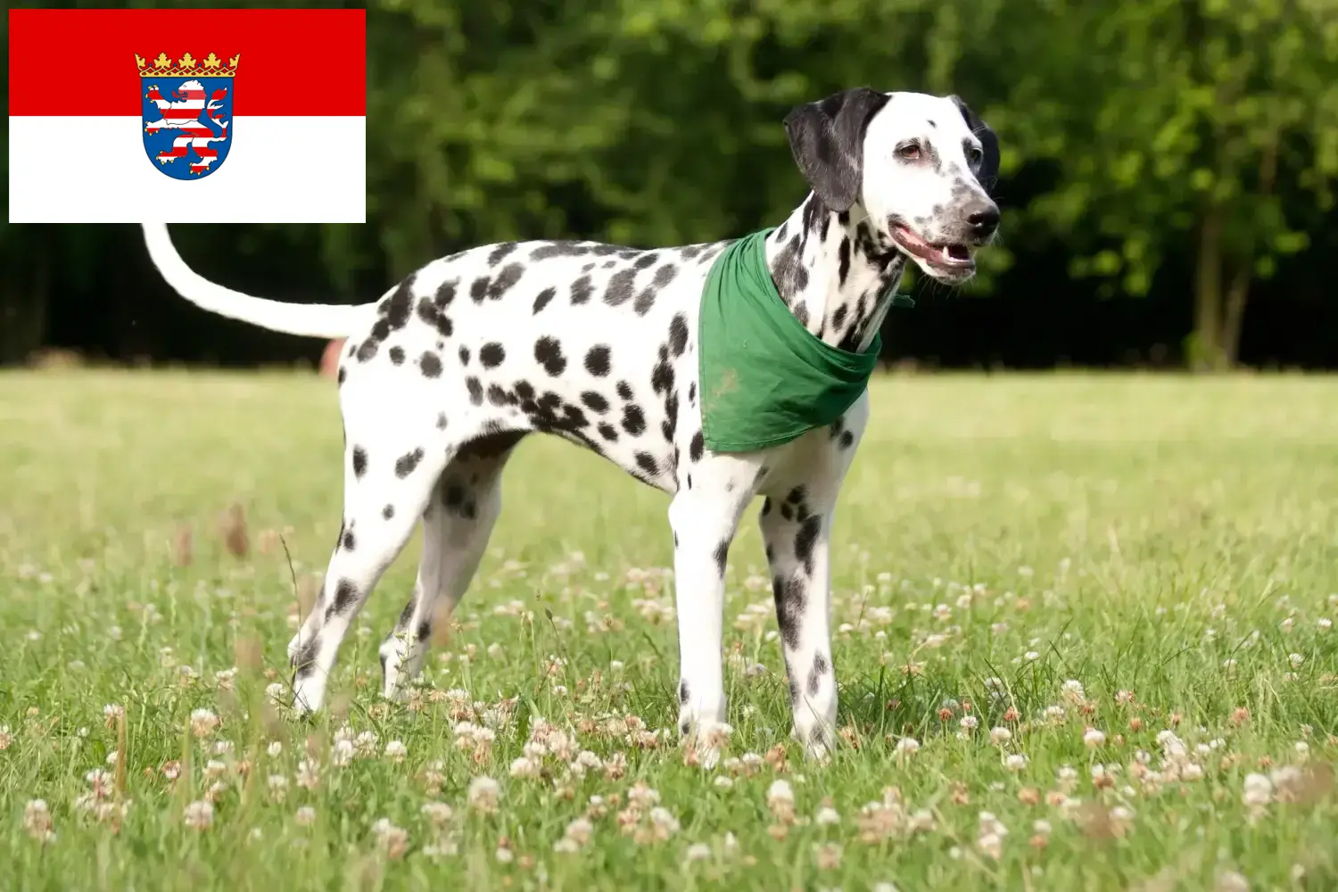 Přečtete si více ze článku Chovatelé dalmatinů a štěňat v Hesensku