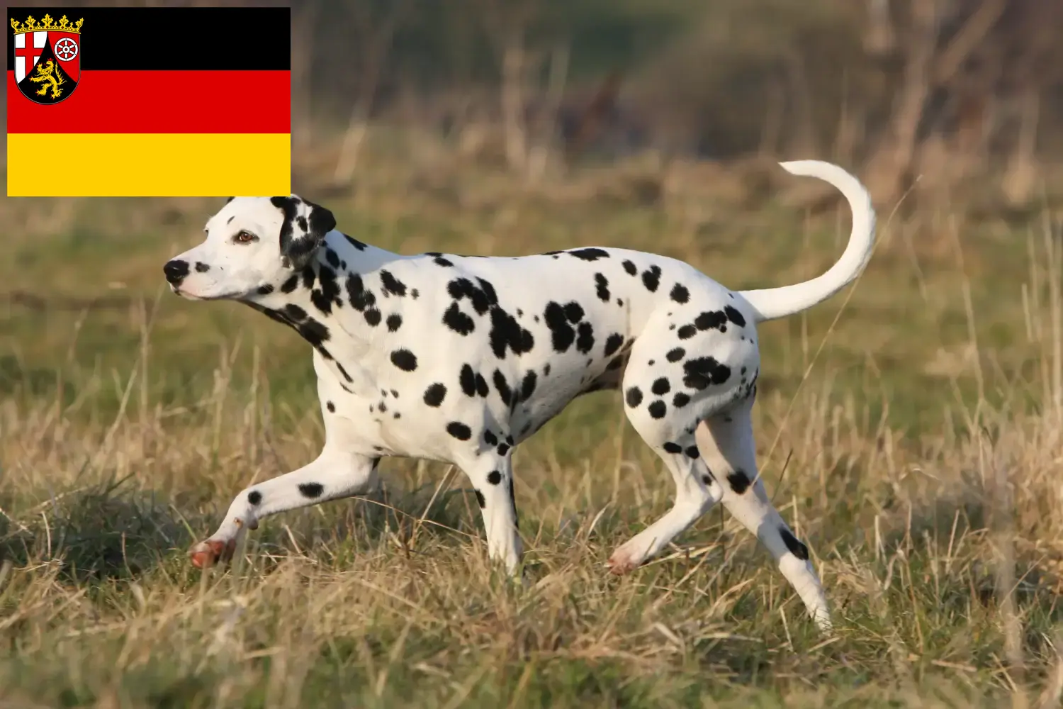 Přečtete si více ze článku Chovatelé dalmatinů a štěňat v Porýní-Falci