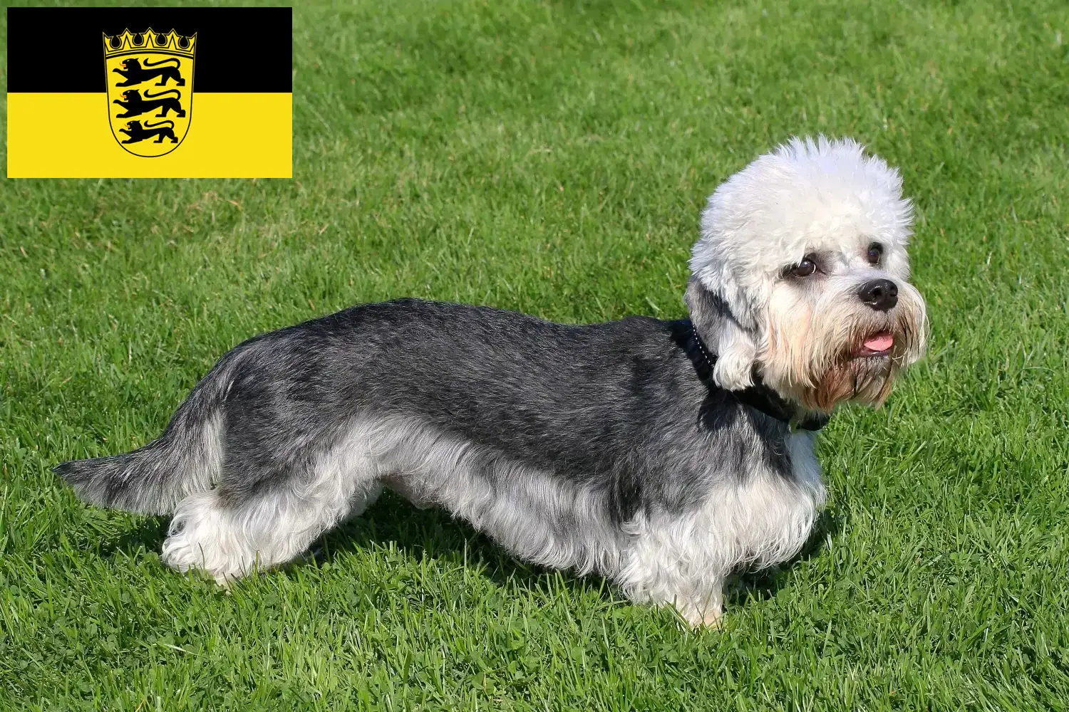 Dandie Dinmont teriér štěňata a chovatelé Bádensko-Württembersko Zde najdete chovatele dandie dinmont teriérů v Bádensku-Württembersku.
