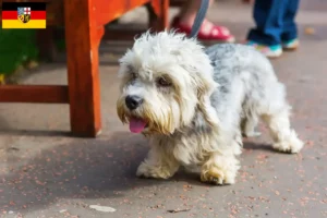 Přečtete si více ze článku Dandie Dinmont teriér chovatelé a štěňata v Sársku