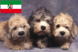 Přečtete si více ze článku Chovatelé a štěňata Dandie Dinmont teriéra v Severním Porýní-Vestfálsku
