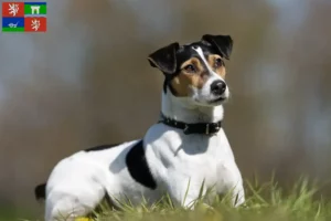 Přečtete si více ze článku Chovatelé a štěňata dánsko-švédských farmářských psů v Ústí