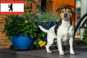 Přečtete si více ze článku Chovatelé dánských a švédských farmářských psů a štěňat v Berlíně