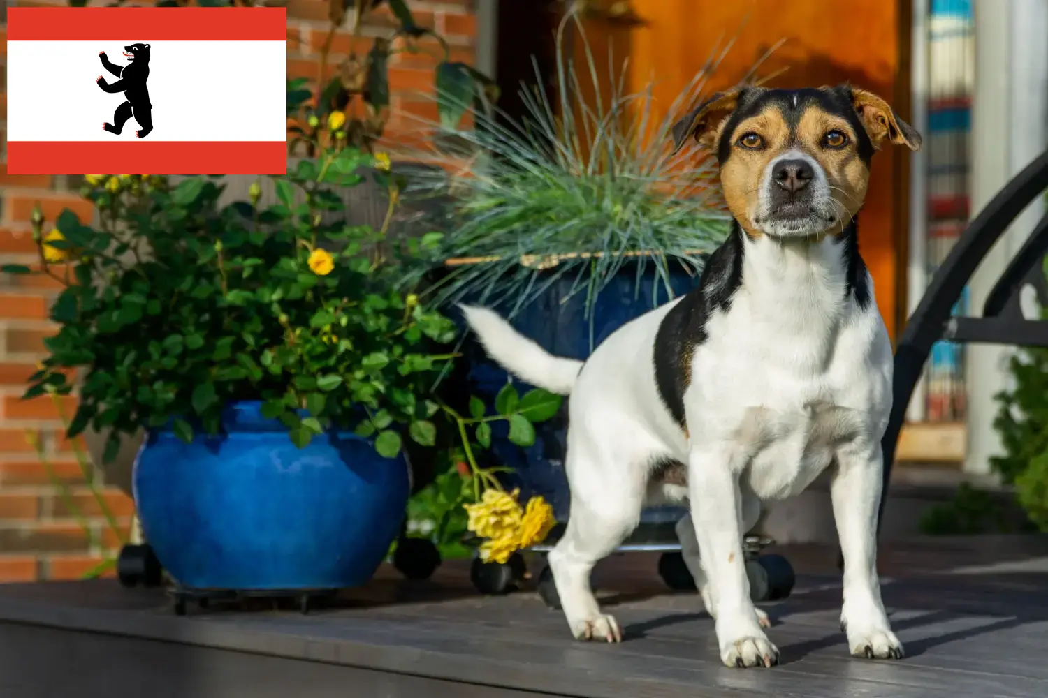 Štěňata a chovatelé dánsko-švédských farmářských psů Berlín Zde najdete chovatele dánsko-švédských farmářských psů v Berlíně.