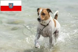 Přečtete si více ze článku Chovatelé dánských a švédských farmářských psů a štěňat v Durynsku