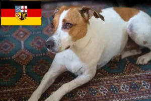 Přečtete si více ze článku Chovatelé dánských a švédských farmářských psů a štěňat v Sársku