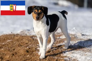 Přečtete si více ze článku Chovatelé dánských a švédských farmářských psů a štěňat ve Šlesvicku-Holštýnsku