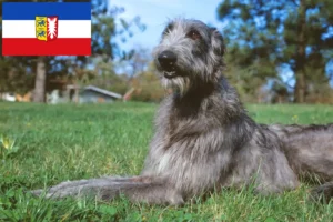 Přečtete si více ze článku Chovatelé jeleních psů a štěňat ve Šlesvicku-Holštýnsku