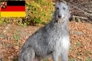 Přečtete si více ze článku Chovatelé jeleních psů a štěňat v Porýní-Falci