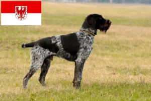 Přečtete si více ze článku Deutsch Drahthaar chovatelé a štěňata v Braniborsku