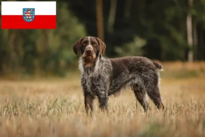 Přečtete si více ze článku Chovatelé a štěňata Deutsch Drahthaar v Durynsku