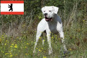Přečtete si více ze článku Chovatelé a štěňata Dogo Argentino v Berlíně
