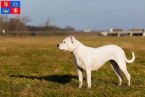 Přečtete si více ze článku Chovatelé a štěňata Dogo Argentino v Hradci Králové