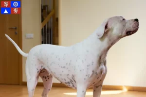 Přečtete si více ze článku Chovatelé a štěňata Dogo Argentino v Liberci