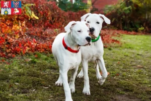 Přečtete si více ze článku Chovatelé a štěňata Dogo Argentino v Pardubicích