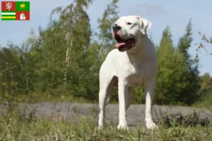 Přečtete si více ze článku Chovatelé a štěňata Dogo Argentino v Plzni