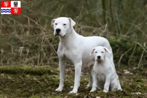 Přečtete si více ze článku Chovatelé a štěňata Dogo Argentino ve Středočeském kraji