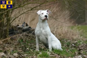 Přečtete si více ze článku Chovatelé a štěňata Dogo Argentino ve Zlíně