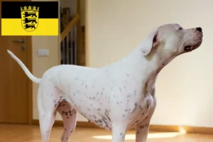 Přečtete si více ze článku Chovatelé a štěňata Dogo Argentino v Bádensku-Württembersku