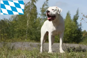 Přečtete si více ze článku Chovatelé a štěňata Dogo Argentino v Bavorsku