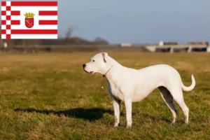 Přečtete si více ze článku Chovatelé a štěňata Dogo Argentino v Brémách