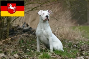Přečtete si více ze článku Chovatelé a štěňata Dogo Argentino v Dolním Sasku