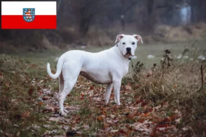 Přečtete si více ze článku Chovatelé a štěňata Dogo Argentino v Durynsku