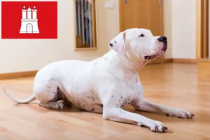 Přečtete si více ze článku Chovatelé a štěňata Dogo Argentino v Hamburku