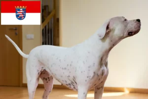 Přečtete si více ze článku Chovatelé a štěňata Dogo Argentino v Hesensku