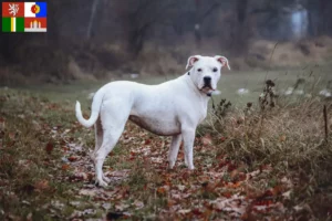 Přečtete si více ze článku Chovatelé a štěňata Dogo Argentino v Jihočeském kraji