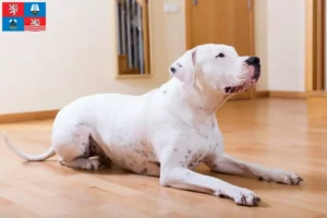 Přečtete si více ze článku Chovatelé a štěňata Dogo Argentino v Karlových Varech
