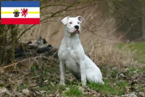 Přečtete si více ze článku Chovatelé a štěňata Dogo Argentino v Meklenbursku-Předním Pomořansku