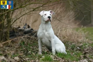 Přečtete si více ze článku Chovatelé a štěňata Dogo Argentino v Moravskoslezském kraji