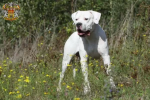 Přečtete si více ze článku Chovatelé a štěňata Dogo Argentino v Praze