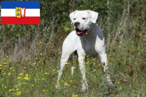 Přečtete si více ze článku Chovatelé a štěňata Dogo Argentino ve Šlesvicku-Holštýnsku