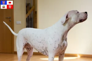 Přečtete si více ze článku Chovatelé a štěňata Dogo Argentino na Vysočině