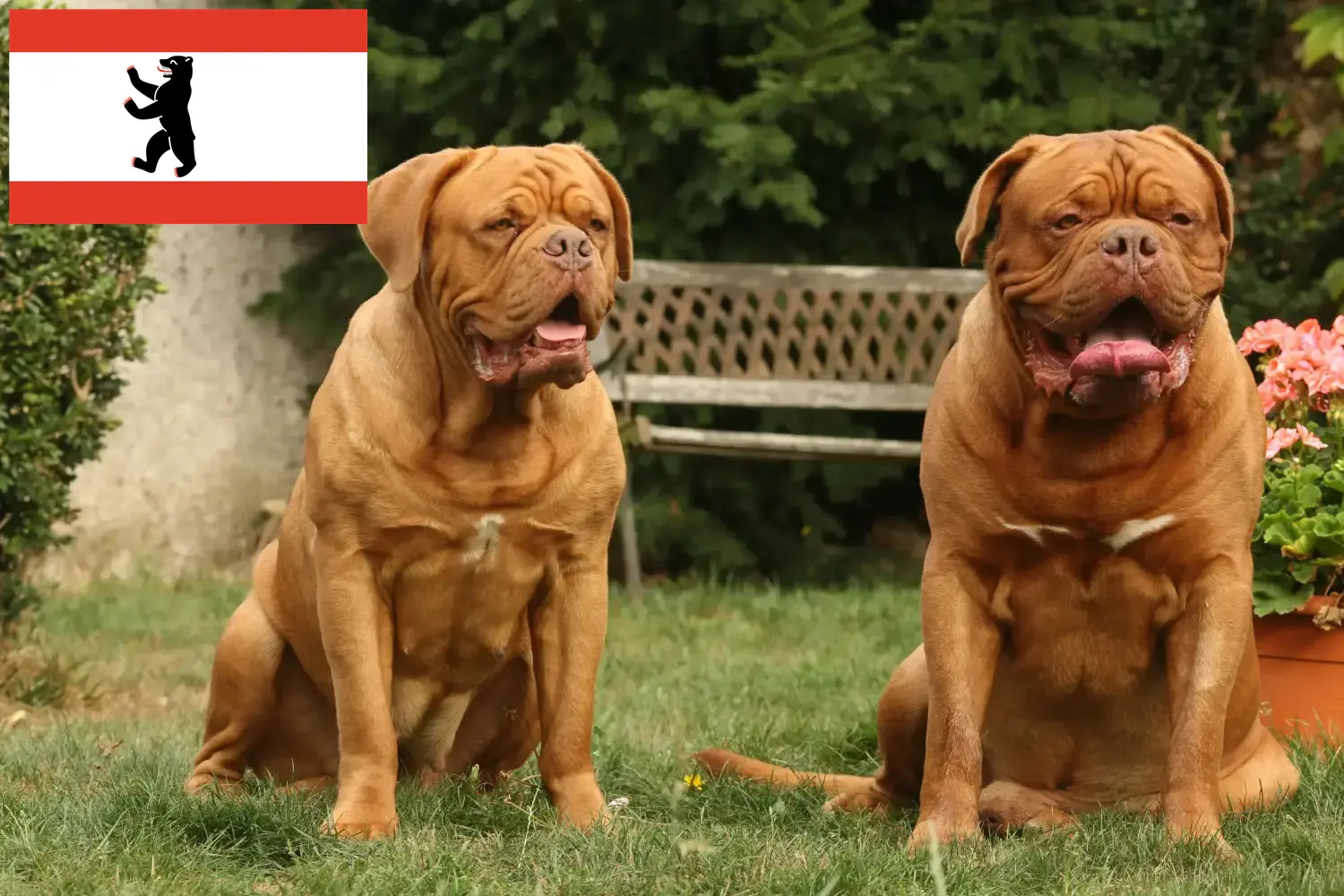 Dogue de Bordeaux štěňata a chovatelé Berlín Zde najdete chovatele dogue de bordeaux v Berlíně.
