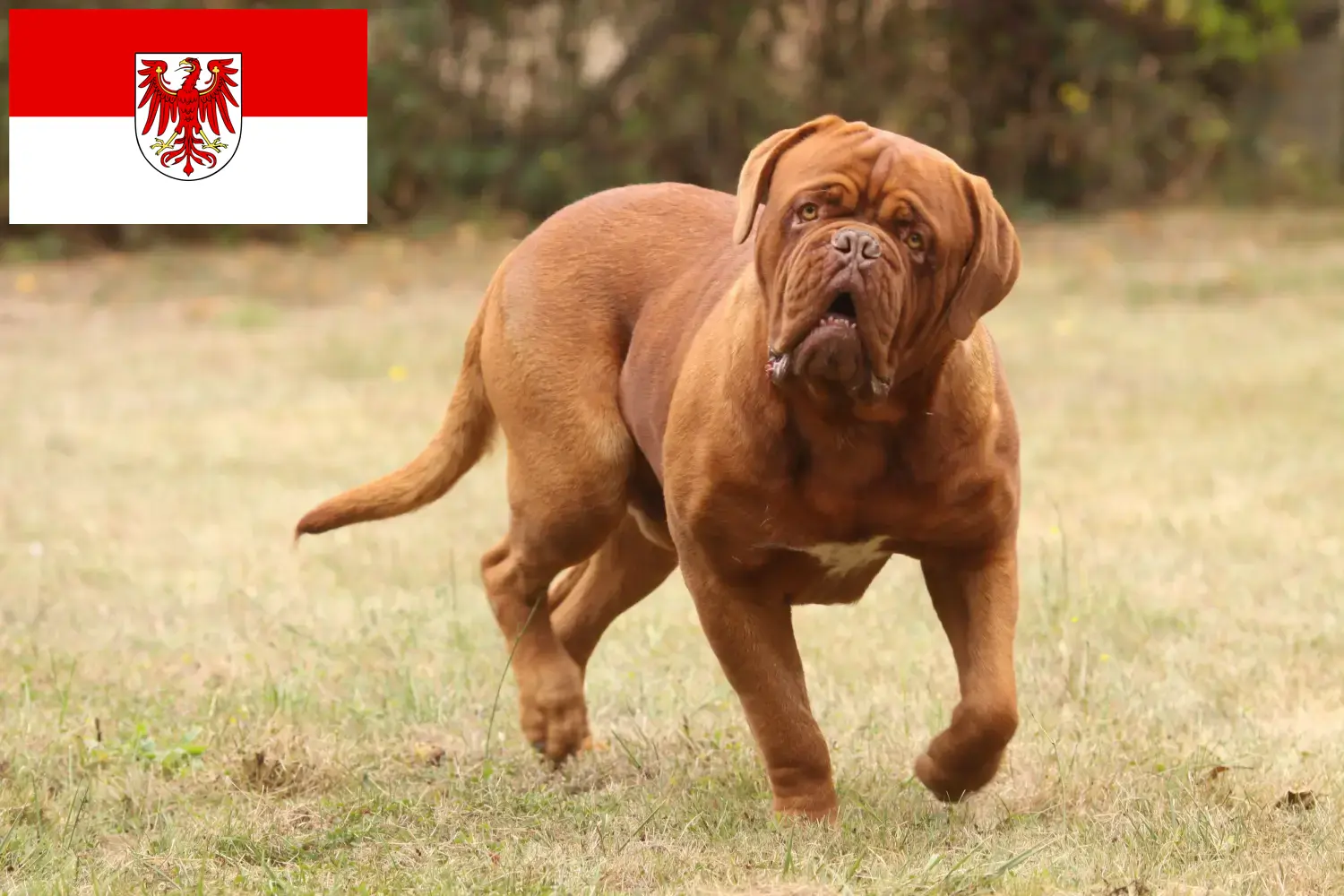 Dogue de Bordeaux štěňata a chovatel Brandenburg Zde najdete chovatele dogue de bordeaux v Brandenburgu.