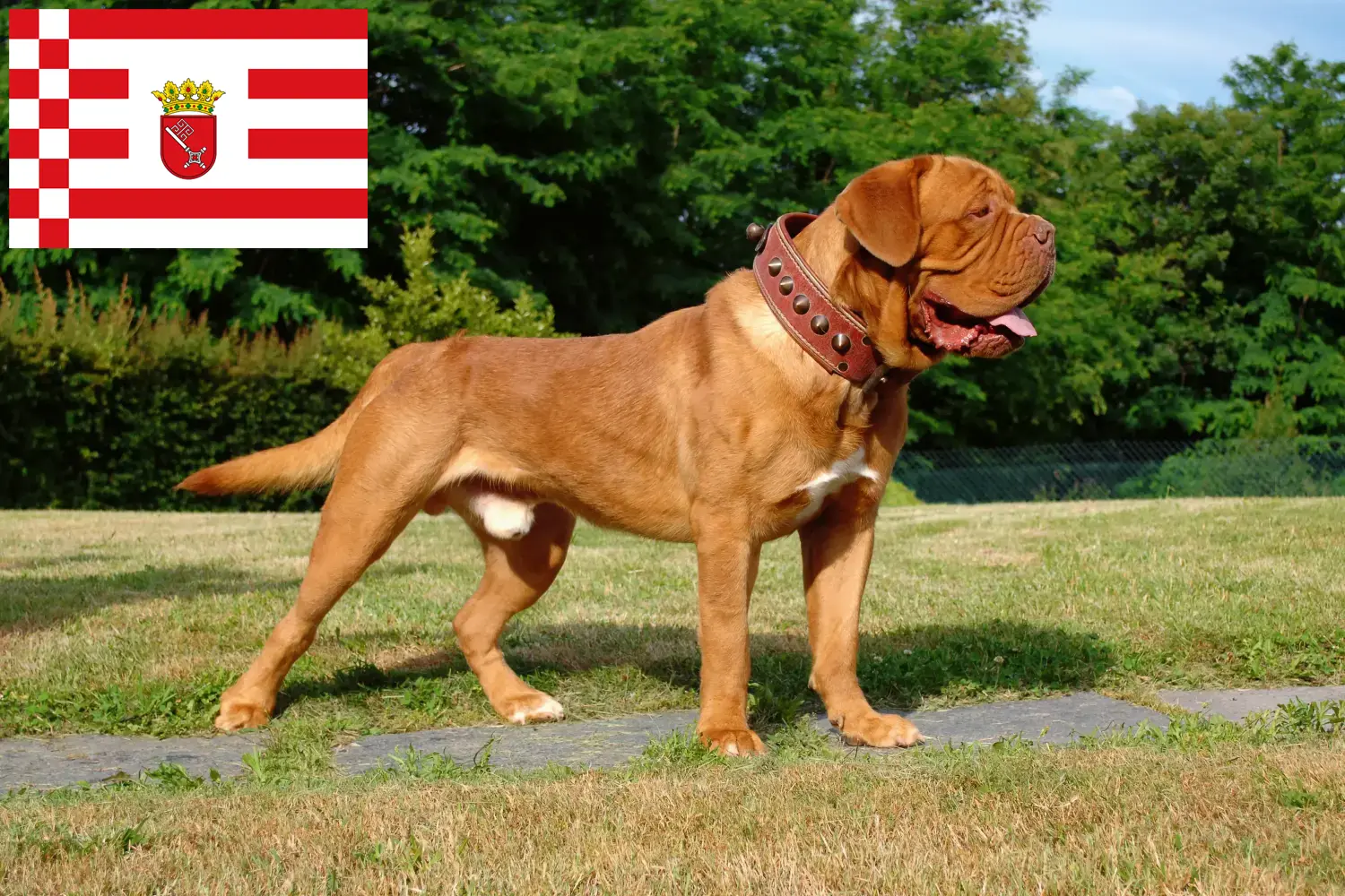 Dogue de Bordeaux štěňata a chovatelé Brémy Zde najdete chovatele dogue de bordeaux v Brémách.