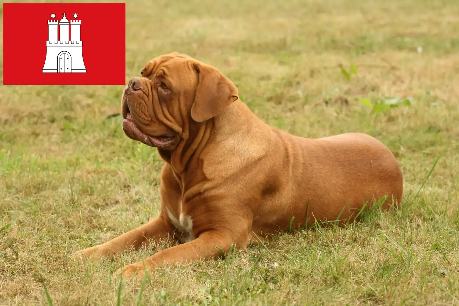 Dogue de Bordeaux štěňata a chovatelé Hamburg Zde najdete chovatele dogue de bordeaux v Hamburku.