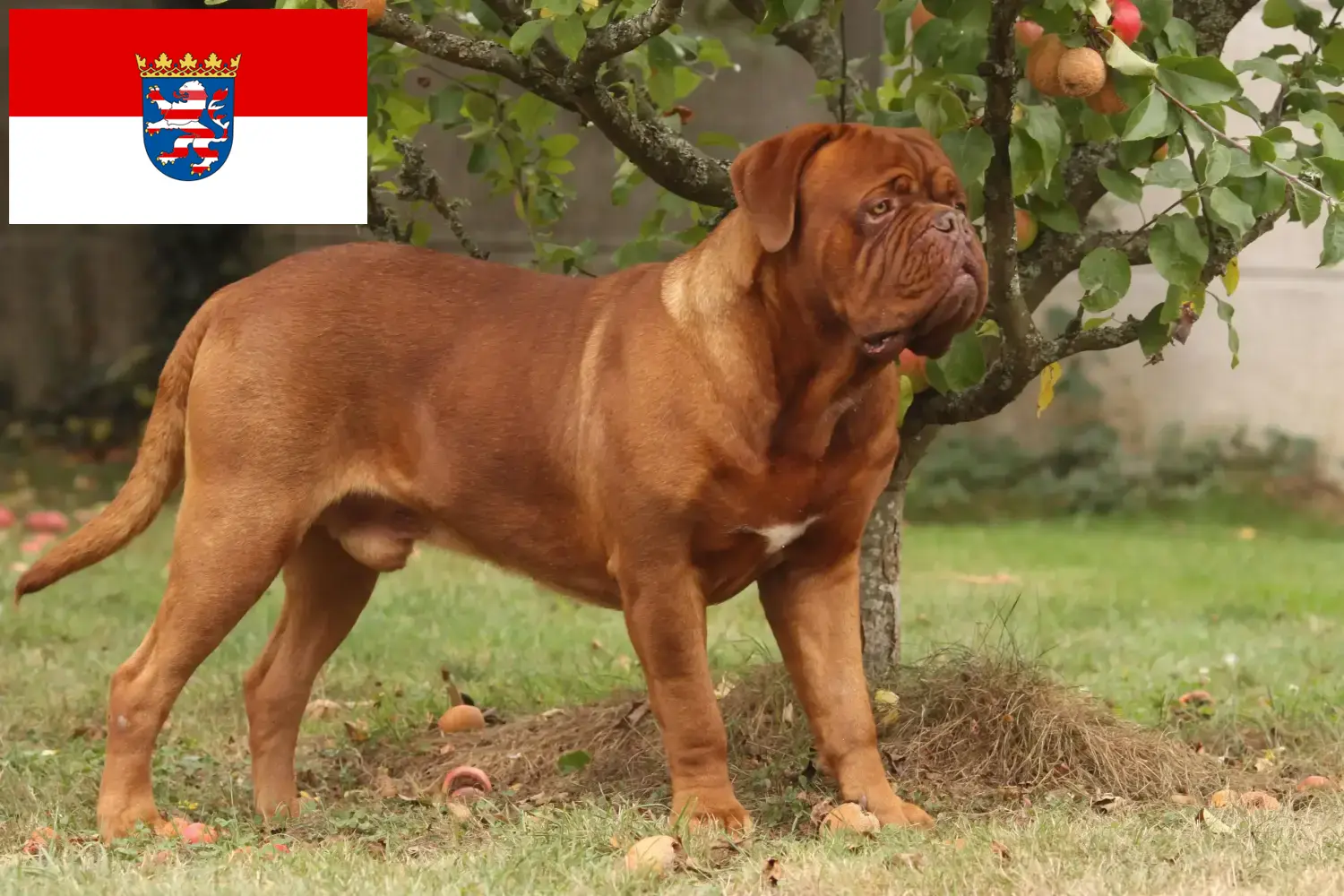 Dogue de Bordeaux štěňata a chovatelé Hessen Zde najdete chovatele dogue de bordeaux v Hesensku.