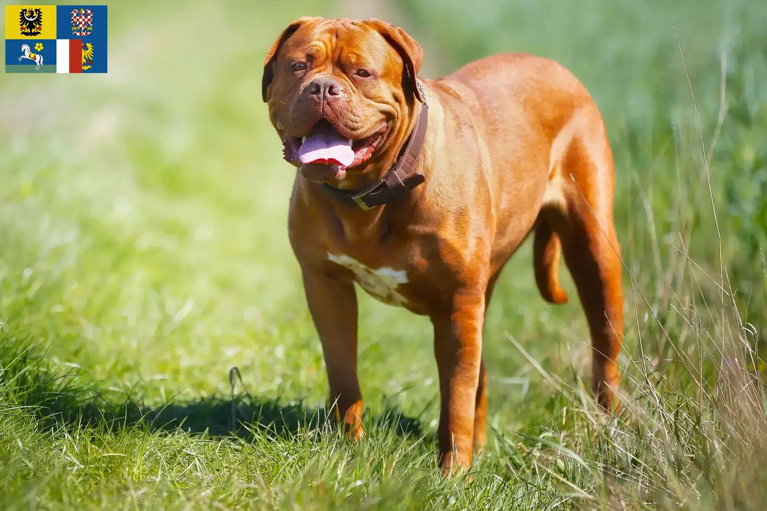 Dogue de Bordeaux štěňata a chovatelé Moravskoslezsko Zde najdete chovatele dogue de bordeaux v Moravskoslezském kraji.